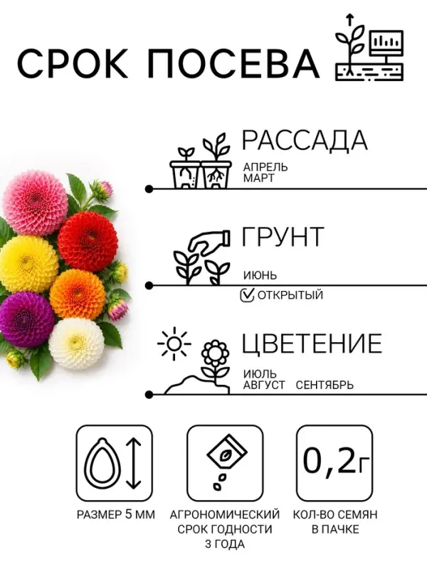 Семена цветов Георгина "Яркие помпоны", ц/п,   0,2 г