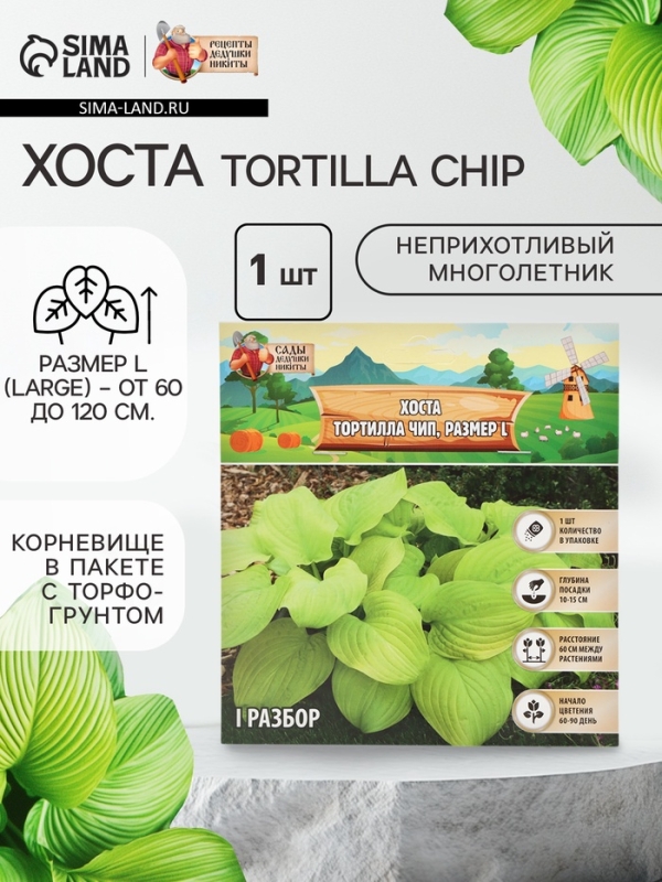 Хоста Tortilla Chip, корневище в пакете с торфогрунтом, р-р I, размер L,1 шт.