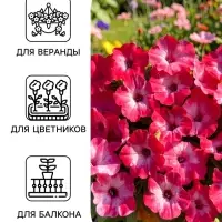 Семена цветов Петуния &laquo;Водопадия мраморная&raquo; F1, 5 шт., &laquo;АЭЛИТА&raquo;