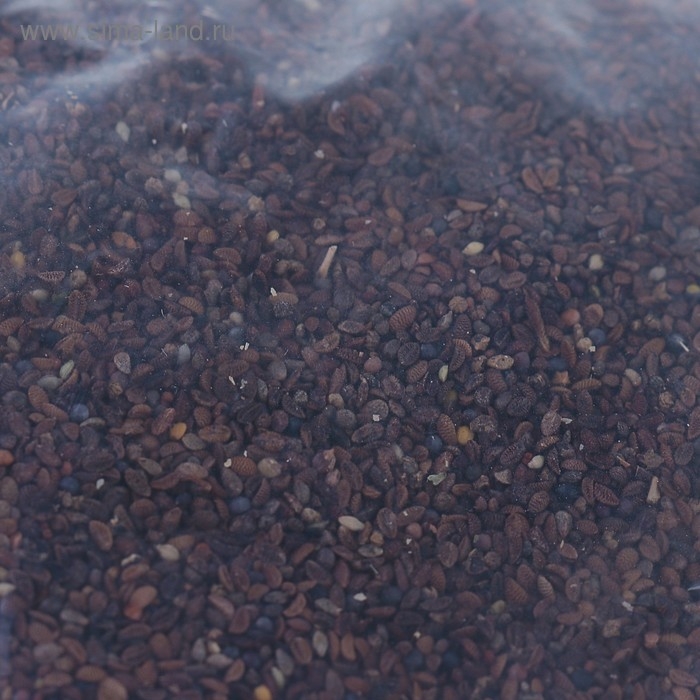 Семена Фацелия, 200 г Семена Фацелия, 200 г