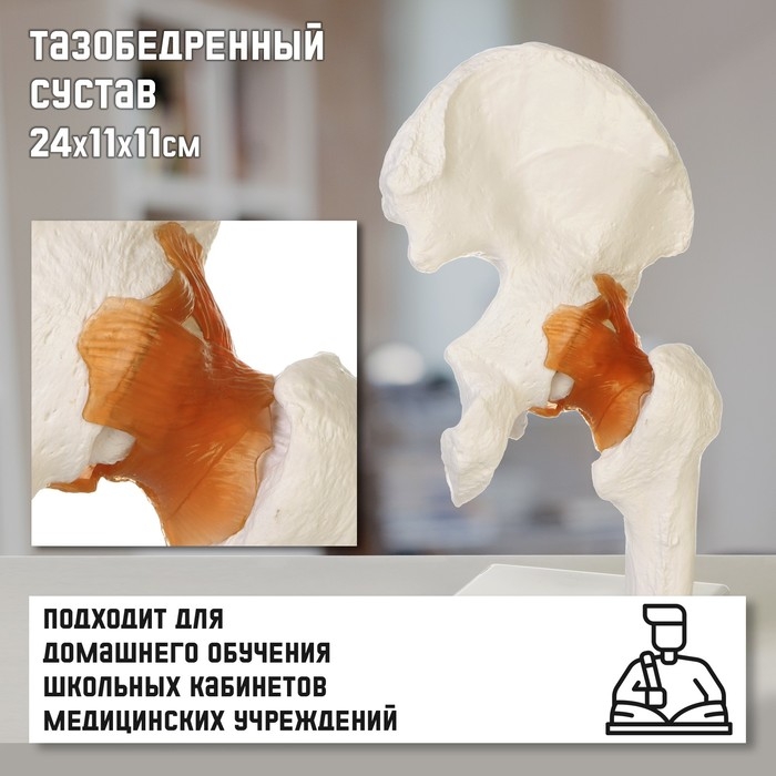 Макет  Макет "Тазобедренный сустав" 24*11*11см