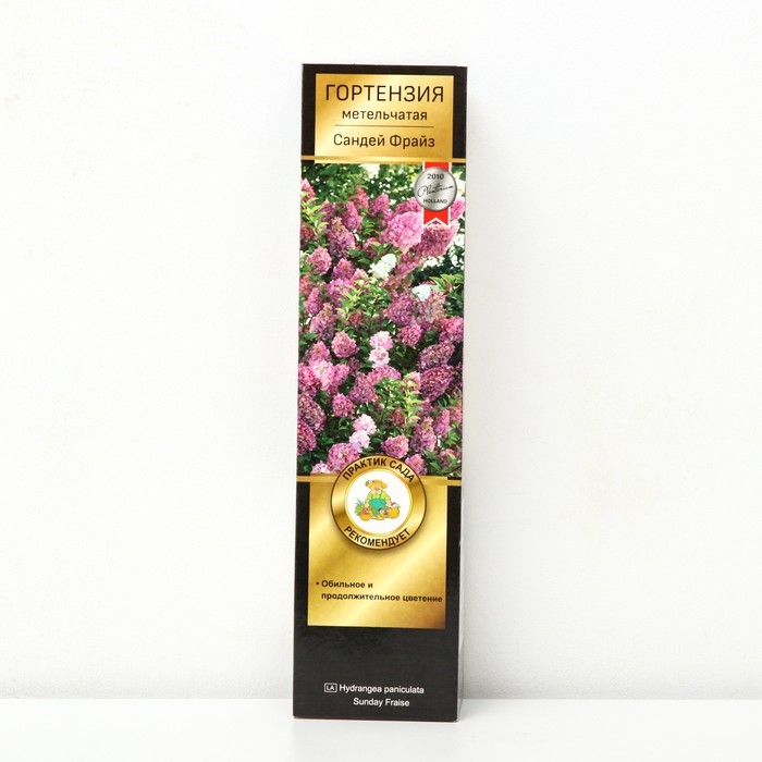 Гортензия метельчатая Люкс «Сандей Фрайз », саженец декоративный, цветущий, 1 шт., туба Гортензия метельчатая Люкс «Сандей Фрайз », саженец декоративный, цветущий, 1 шт., туба