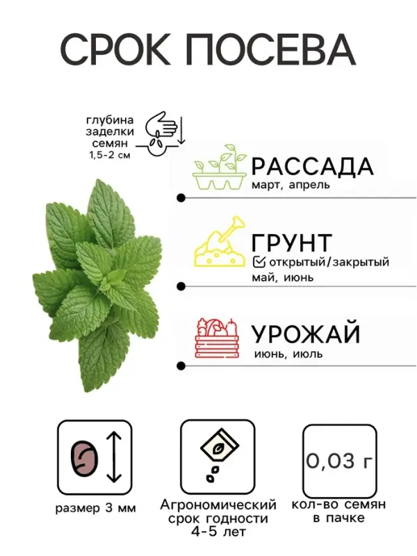 Семена Мята &laquo;Перечная&raquo;, 0.03 г, &laquo;Урожай удачи&raquo;
