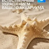 Набор из 3 морских звезд, размер 5-7 см, 7-10 см, 10-12 см, белый
