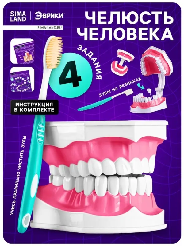 Набор для опытов &laquo;Анатомия&raquo;, челюсть человека