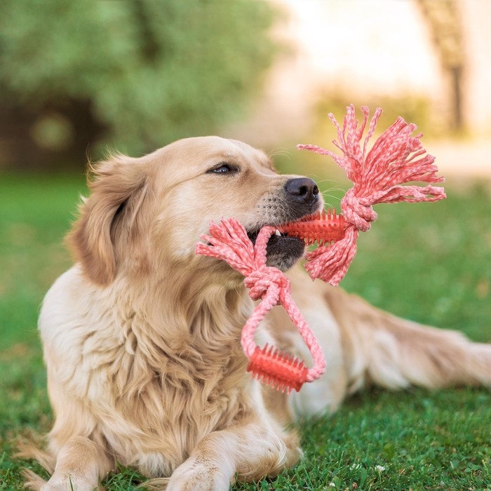 Игрушка канатная с жевательными элементами Игрушка канатная с жевательными элементами "Зубочистка", 45 см, микс цветов