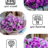 Семена цветов Эустома &laquo;Эйбиси&raquo;, F1, пурпурная крупноцветковая махровая, 5 шт., &laquo;Аэлита&raquo; селекция PanAmerican Seed