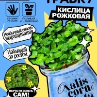 Набор для опытов &laquo;Выращиваем травку&raquo;, своими руками, голубой