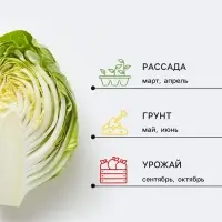 Семена Капуста белокочанная &laquo;Мегатон&raquo;, F1, 0.08 г