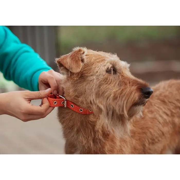 Ошейник кожаный однослойный безразмерный, 45&times;2 см, ОШ 18-39 см, коричневый