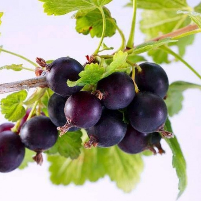 Йошта (крыжовник х смородина, йоштаберри) Йошта (крыжовник х смородина, йоштаберри) "Моро" 1 шт, туба, Весна 2025