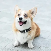 VETTA Ошейник для домашних животных, искусственная кожа, 2,5х50 см, обхват 35,5-45,5 см