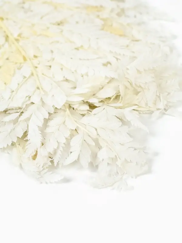 Сухоцвет Папоротник МИКС, 10 шт в упаковке