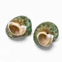 Набор ракушек декоративных, длина 4-5 см ширина 2 см, 2 шт.