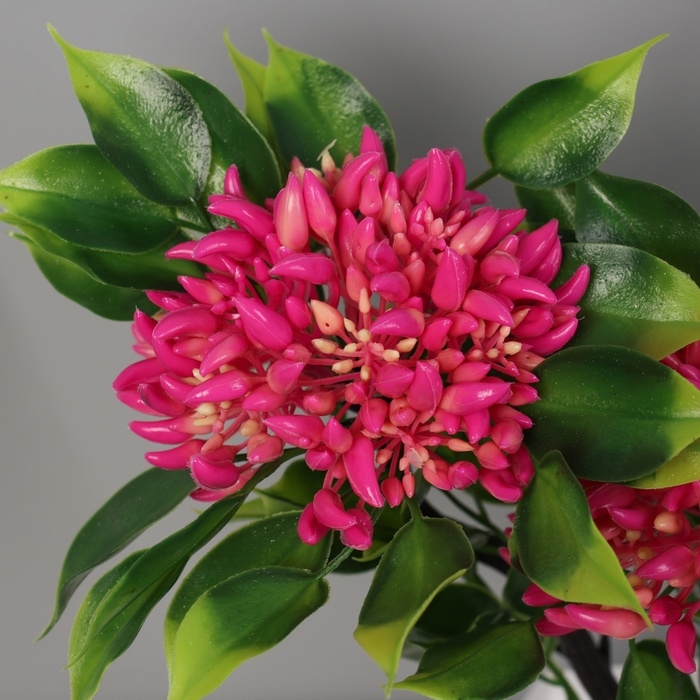 Бонсай в горшке Бонсай в горшке "Ашока комнатная" 23х11 см, микс