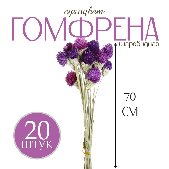 Сухоцвет «Гомфрена шаровидная» набор 20 шт., цвет тёмно-фиолетовый Сухоцвет «Гомфрена шаровидная» набор 20 шт., цвет тёмно-фиолетовый