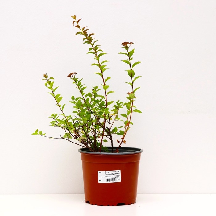 Спирея японская Спаклинг Шампань, С2 горшок, Н10-50 высота, 1 шт, Лето 2024 Спирея японская Спаклинг Шампань, С2 горшок, Н10-50 высота, 1 шт, Лето 2024