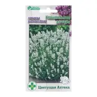 Семена Лаванда узколистная "Упоительные Вечера",  5 шт