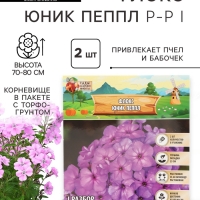 Флокс «Юник Пеппл» корневище в пакете с торфогрунтом, р-р I, 2 шт.