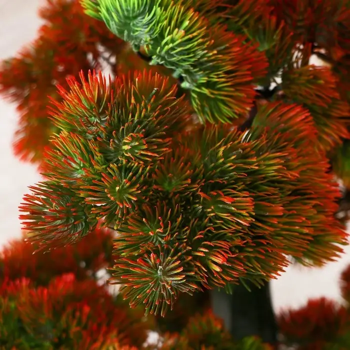 Дерево искусственное &laquo;Бонсай Кабудати&raquo;, h=70 см