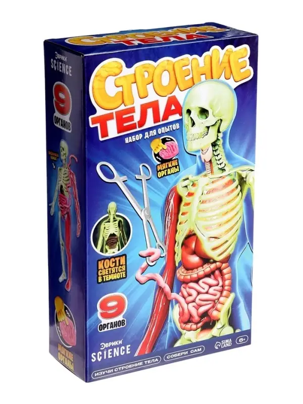 Набор для опытов по анатомии &laquo;Строение тела&raquo;, светится в темноте, с мягкими органами