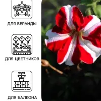 Семена цветов Петуния ампельная &laquo;Красная с белым&raquo; гранулы, 7 шт.