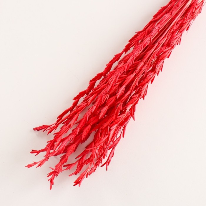Набор сухоцветов Набор сухоцветов "Райграс", банч 21 шт, длина 60 (+/- 6 см), красный
