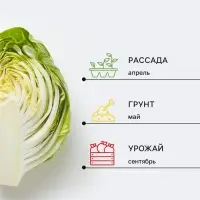 Семена Капуста белокочанная &laquo;Сахарная голова&raquo;, F1, 0.5 г, &laquo;СеДеК&raquo;