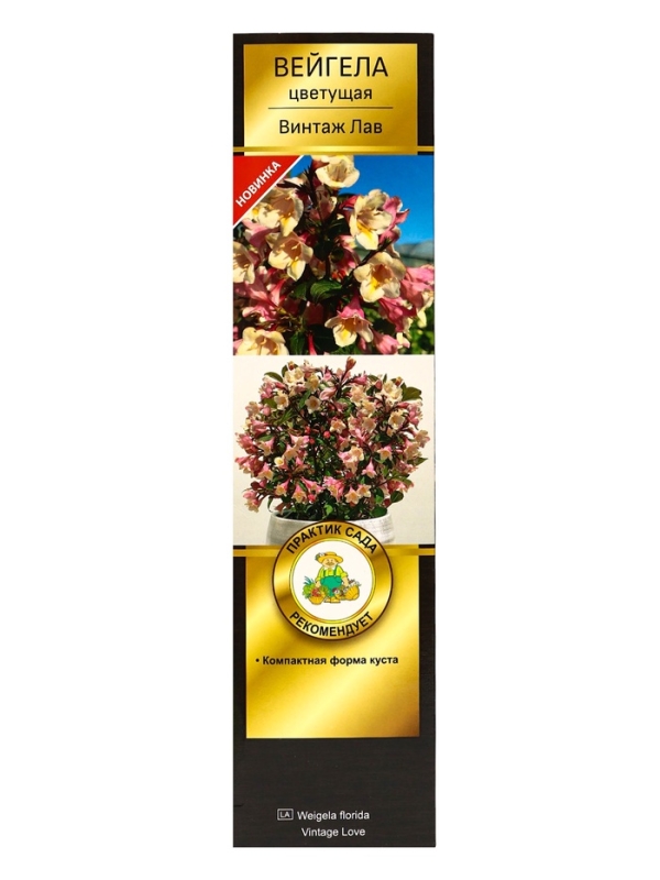 Вейгела цветущая Люкс «Винтаж Лав», саженец, туба, 1 шт. Вейгела цветущая Люкс «Винтаж Лав», саженец, туба, 1 шт.