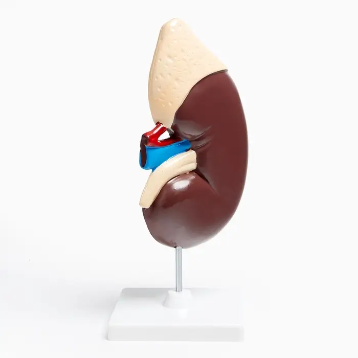 Анатомическая модель &laquo;Макет почки человека&raquo;, 14&times;30 см