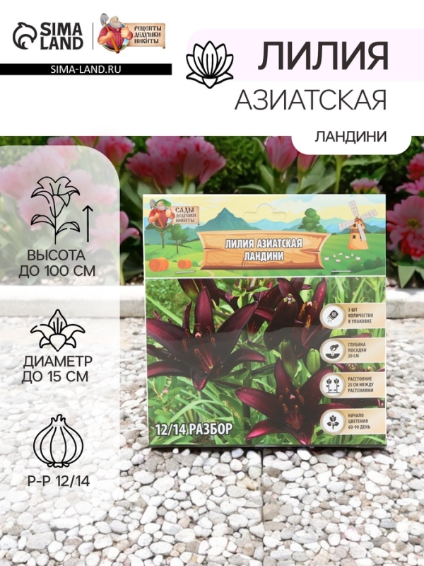 Лилия Азиатская «Ландини», луковица в пакете с перфорацией, р-р 12/14, 3 шт. Лилия Азиатская «Ландини», луковица в пакете с перфорацией, р-р 12/14, 3 шт.