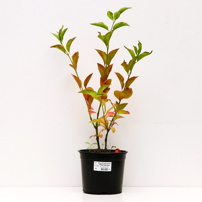 Бересклет европейский Ред Каскад , С2 горшок, Н10-50 высота, 1 шт, Лето 2024 Бересклет европейский Ред Каскад , С2 горшок, Н10-50 высота, 1 шт, Лето 2024