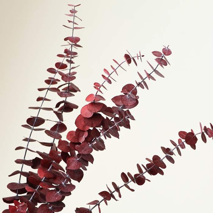 Сухоцвет «Эвкалиптовое дерево», красный, 10 шт. в упаковке Сухоцвет «Эвкалиптовое дерево», красный, 10 шт. в упаковке