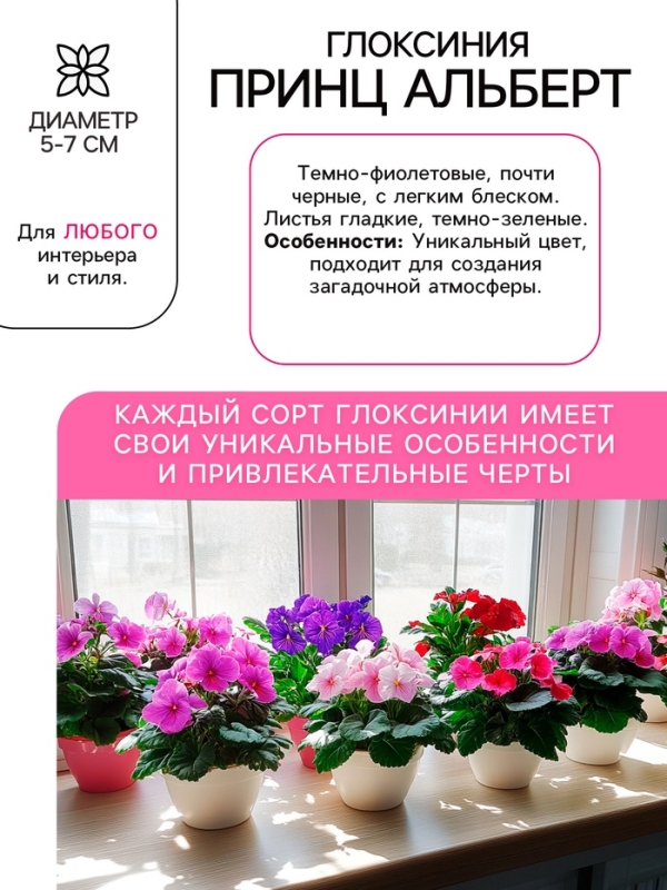 Глоксиния «Принц Альберт», многолетник, комнатный, луковица в пакете с перфорацией, р-р 5/6, 2 шт.