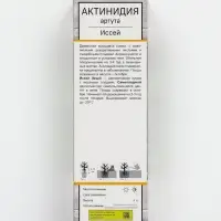 Актинидия аргута &laquo;Иссей &raquo;, саженец, туба,1 шт.