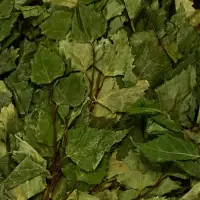 Веник для бани, берёзовый, в упаковке