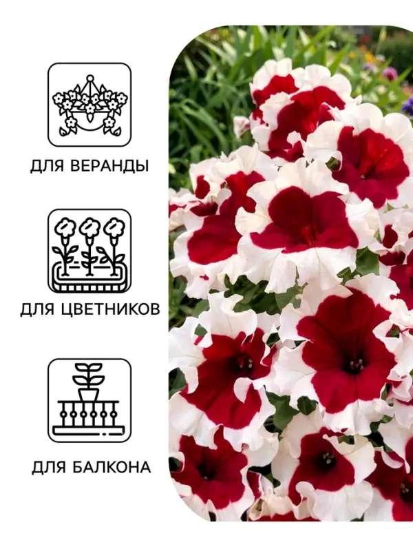 Семена Цветов Петуния &laquo;Малиновый каприз&raquo;, F1, 7 шт., &laquo;Агрофирма АЭЛИТА&raquo;