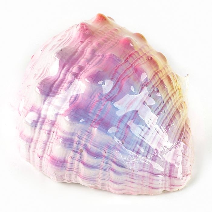 Набор для раскопок «Морской мир», гипсовая ракушка, инструменты, 5+ Набор для раскопок «Морской мир», гипсовая ракушка, инструменты, 5+