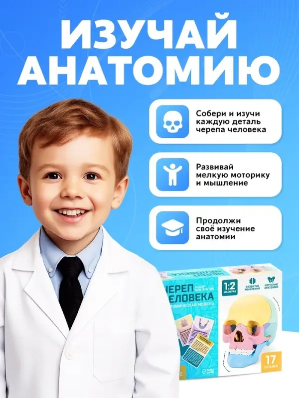 Набор для опытов &laquo;Череп человека&raquo;, анатомическая модель