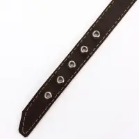 Ошейник &laquo;Красотка&raquo;, 60&times;2.5 см, однослойный, тиснение фольгой, кожа, цвет МИКС