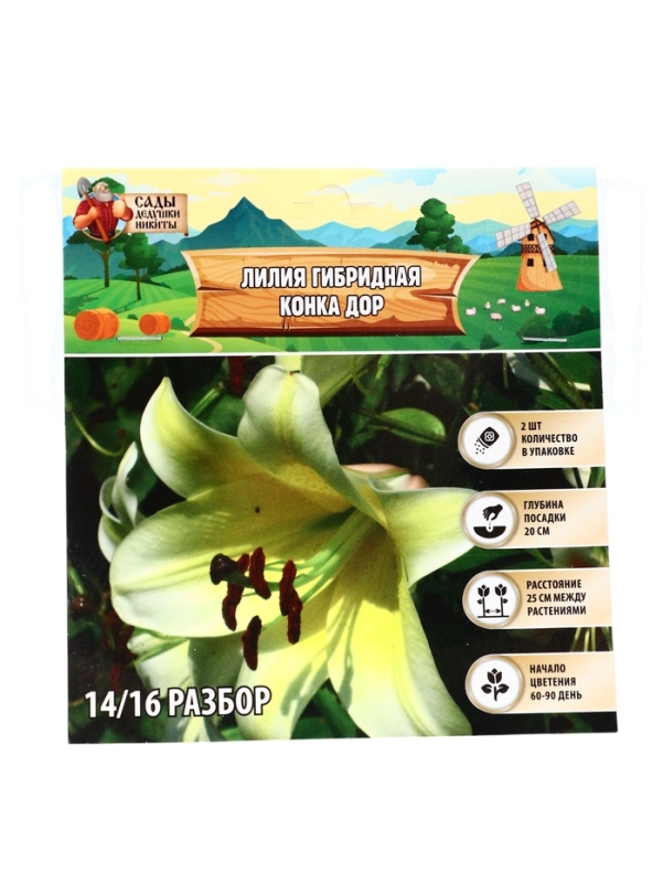 Лилия гибридная «Конка Дор», луковица в пакете с перфорацией, р-р 14/16, 2 шт.