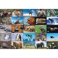 Настольная игра &laquo;Мемо. Удивительные животные&raquo;, 50 карточек + познавательная брошюра