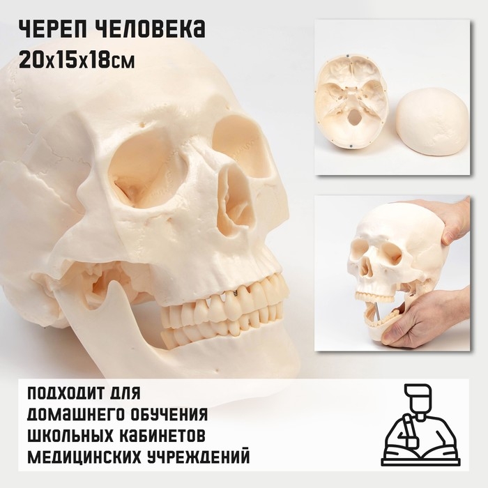 Макет  Макет "Череп человека" 20*15*18см