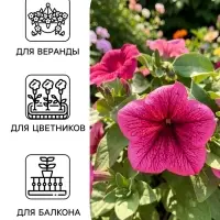 Семена цветов Петуния крупноцветковая &laquo;Танго&raquo;, розовая с вишневыми жилками, 15 шт., &laquo;ПОИСК&raquo;