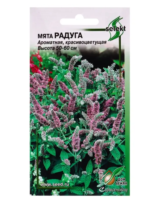 Семена Мята лонгифолия Радуга 250 шт