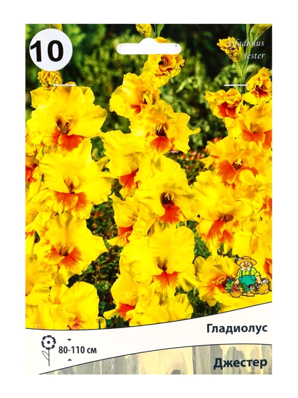 Гладиолус крупноцветковый «Джестер», луковица цветов в пакете с перфорацией, р-р 10/12, 10 шт.
