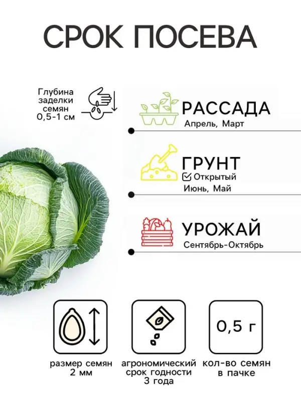 Семена Капуста белокочанная &laquo;Сахарная голова&raquo;, 0.5 г, &laquo;Урожай удачи&raquo;