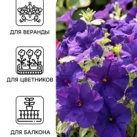 Семена цветов Петуния грандифлора &laquo;Аладдин&raquo; синяя, 30 шт.