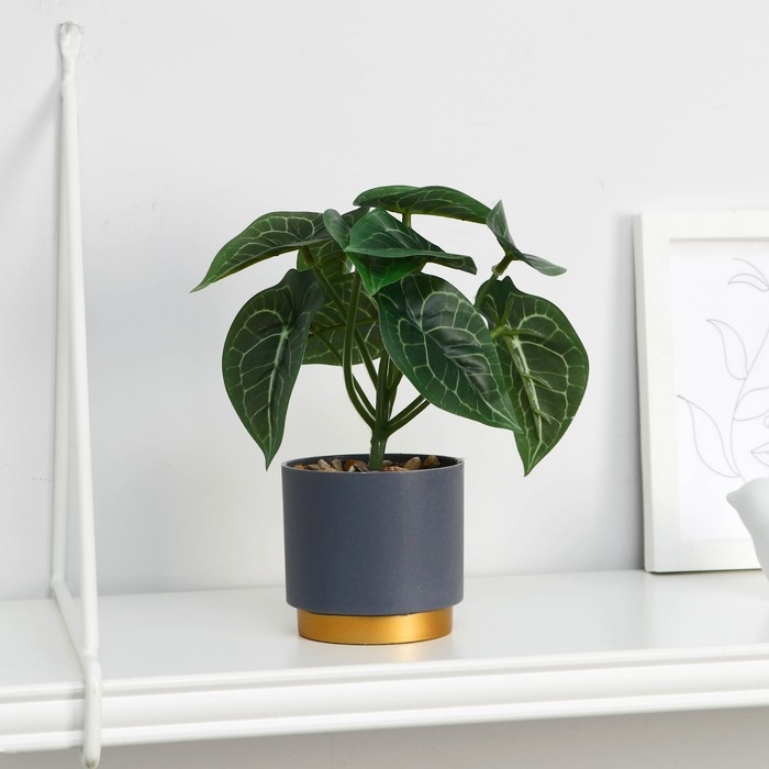 Бонсай в горшке Бонсай в горшке "Алоказия галант" 7,5х15 см