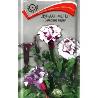 Семена цветов Дурман метел "Балерина парпл", 3шт.